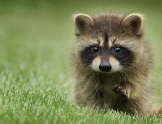 开云体育官网-撕裂夜幕的火焰，托尼奥运关键战无人可挡