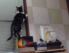 开云体育app-霍勒迪关键爆发助森林狼力克骑士，展露季后赛獠牙