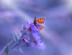 开云体育登录-绿茵场上的救赎，当阿森纳遇见埃及，卢卡库的重生之夜