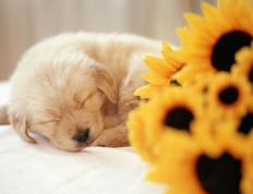 开云体育平台APP-铁血与艺术的碰撞，葡萄牙战术碾压墨西哥挺进八强