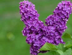 开云官网-战术铁幕，三笘薰攻防两端的统治艺术与塞内加尔的战术压制