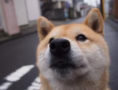 开云体育中国-巨人觉醒！戈贝尔彻底打爆防线助新疆队斩落北境之王