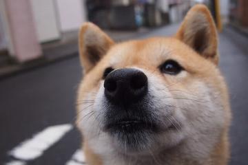 开云体育中国-巨人觉醒！戈贝尔彻底打爆防线助新疆队斩落北境之王