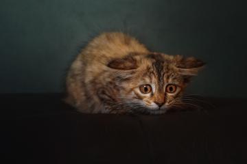 开云体育平台APP-皮克定理，当焦虑成为竞技场上的永恒命题