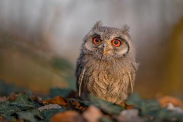 开云体育APP下载-极速与绿茵的交响，当F1揭幕战遇见曼联攻克法兰西