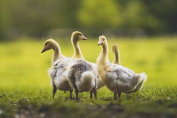 开云官网-从洛杉矶到北美，英格拉姆的双重蜕变与篮球传承