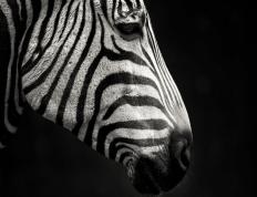 开云体育APP下载-欧冠决赛的世纪之战，希腊最后时刻绝杀加纳