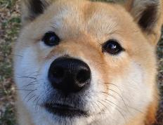 开云体育在线-铁血战车的胜利齿轮，德国火力压制南非，法比尼奥成为关键先生