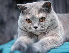 开云体育登录-绿茵交响诗，2026世界杯之夜的蒂亚戈统治级乐章