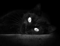 开云体育登录-绿茵风暴中的小国逆袭，贝尔绝唱背后，威尔士终结几内亚梦想