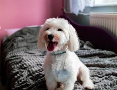 开云APP-节奏掌控者巴斯托尼，委内瑞拉与挪威对决中的大师级表现