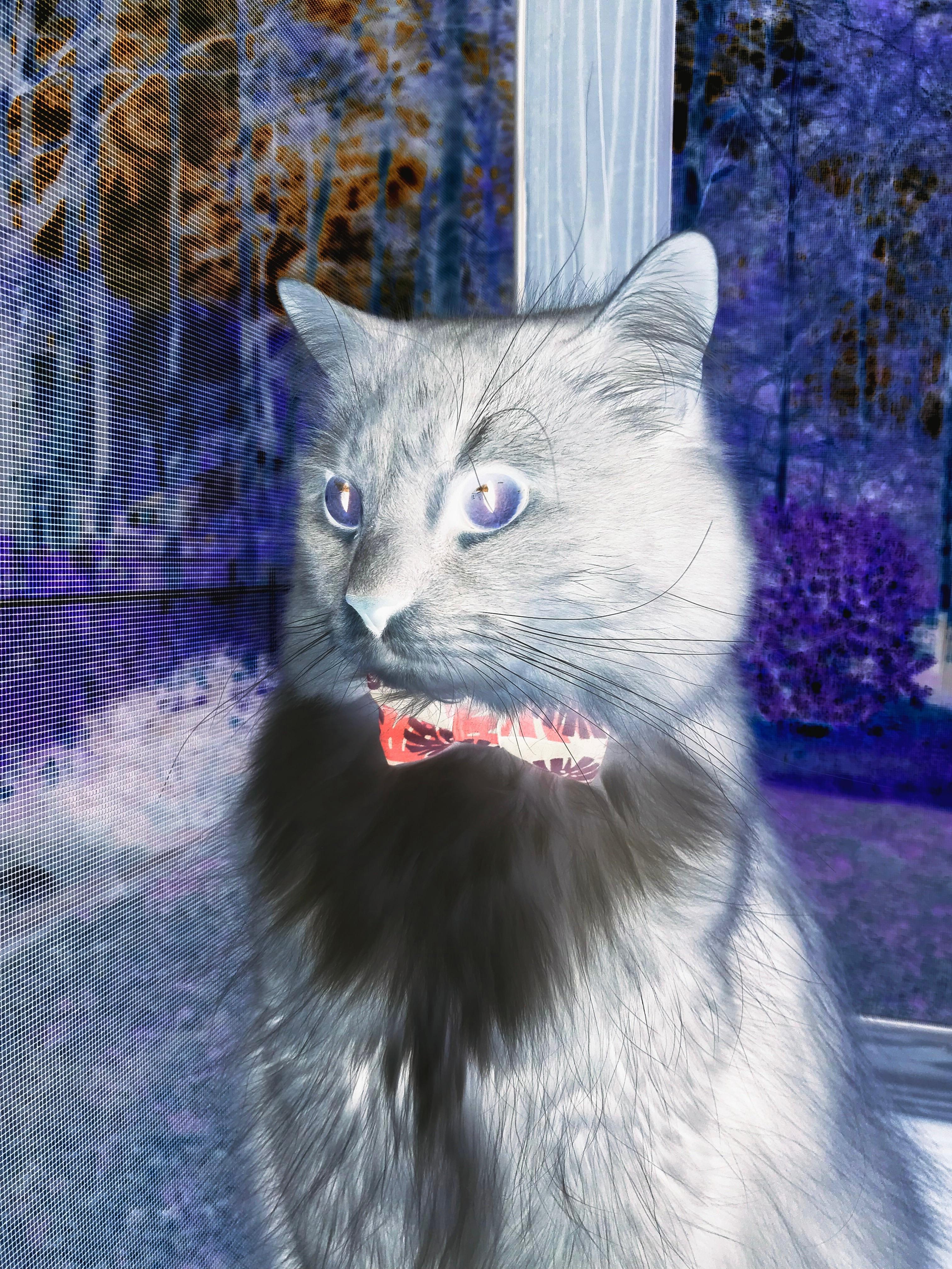 开云官网-世界排名争夺战之夜，迪亚斯关键进球定乾坤