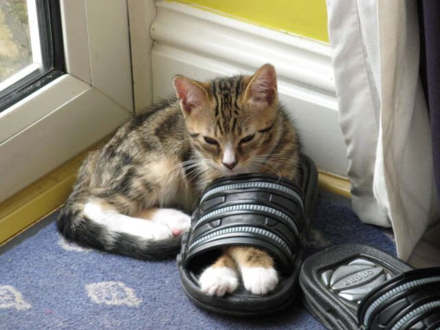 开云体育官网-奥纳纳关键制胜，罗马主场强势击溃亚特兰大