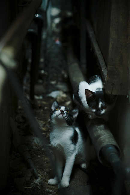 开云平台-独行侠碾压老鹰，约基奇存在感拉满，NBA赛场双星闪耀与团队胜利的交响