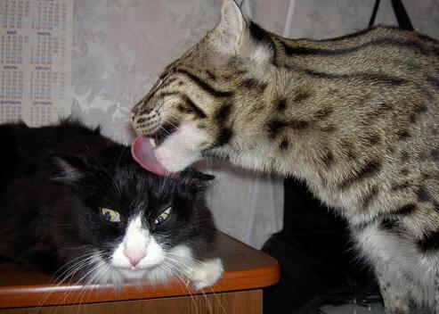 开云平台-独行侠碾压老鹰，约基奇存在感拉满，NBA赛场双星闪耀与团队胜利的交响