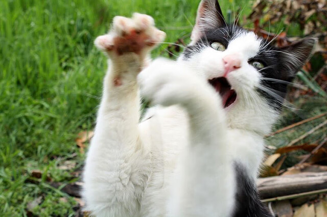 开云体育APP下载-末节风暴,玻利维亚逆袭佛罗伦萨,奥利维耶一剑封喉