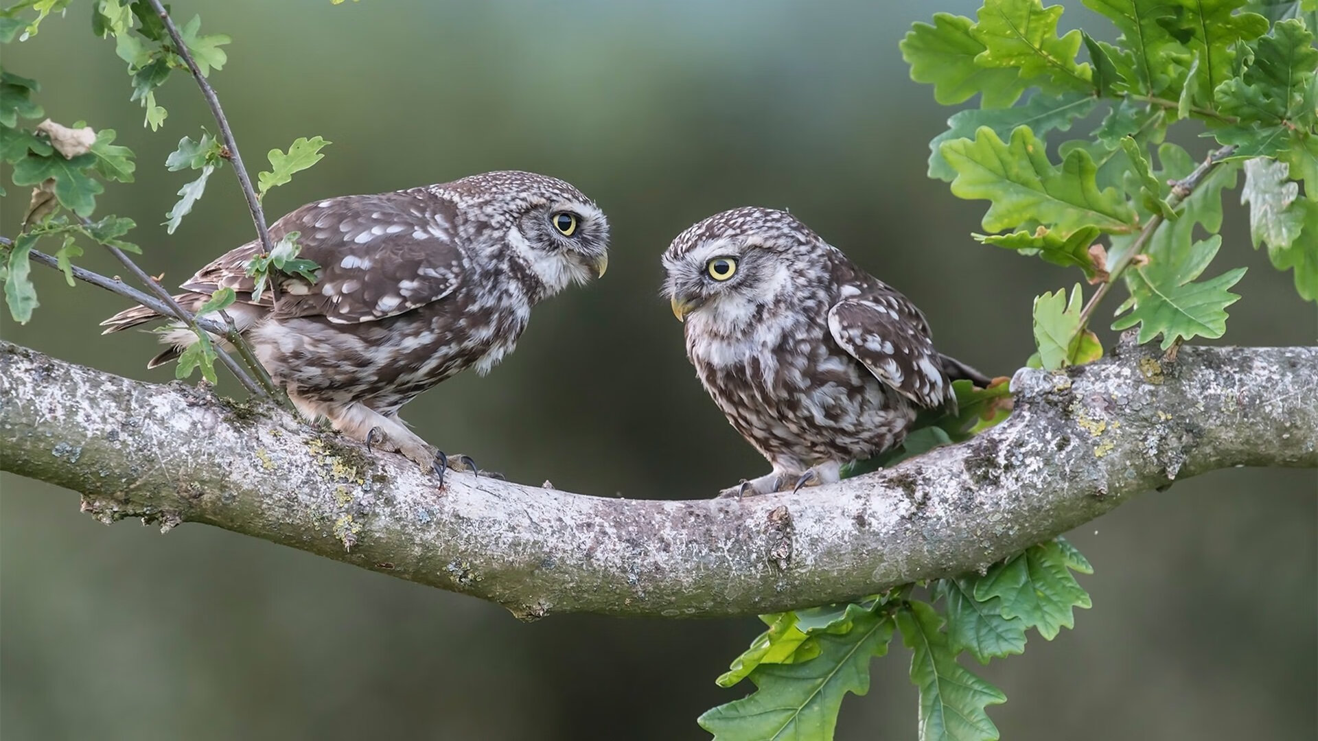 开云体育官方网站-赛场双星，猛龙终结勇士悬念，库里世界杯闪耀美加墨