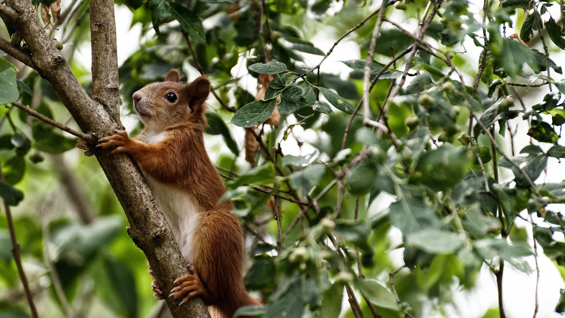 开云平台-坚韧与精准,伊萨克一击制胜,美国队踏平比利时晋级之路