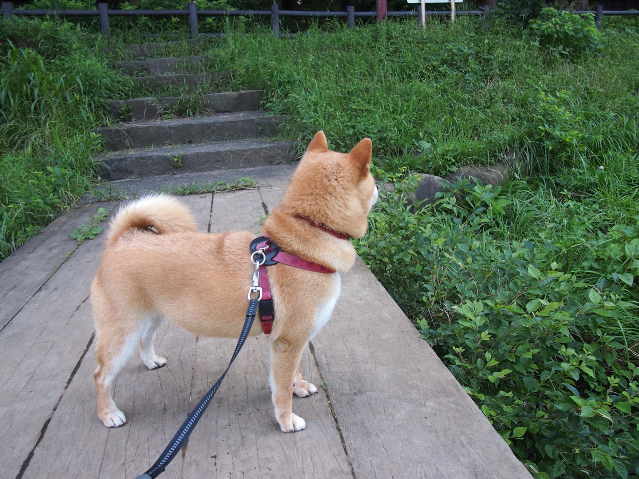 开云体育-奇迹蜕变,尼斯如何让争议后卫重生,凯塞多成隐形引擎