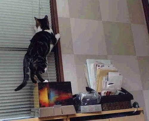 开云体育app-霍勒迪关键爆发助森林狼力克骑士,展露季后赛獠牙