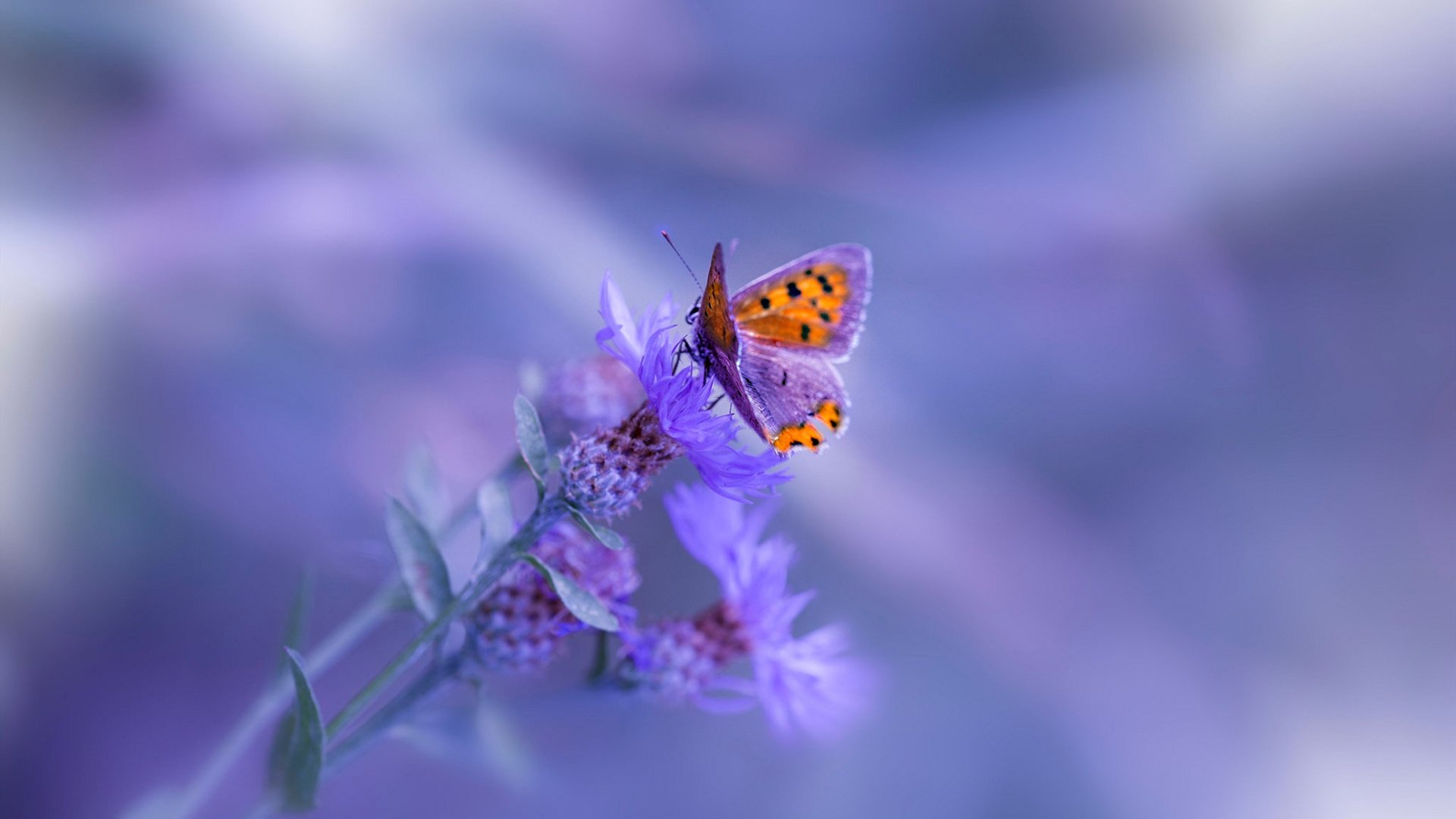 开云体育登录-绿茵场上的救赎，当阿森纳遇见埃及，卢卡库的重生之夜