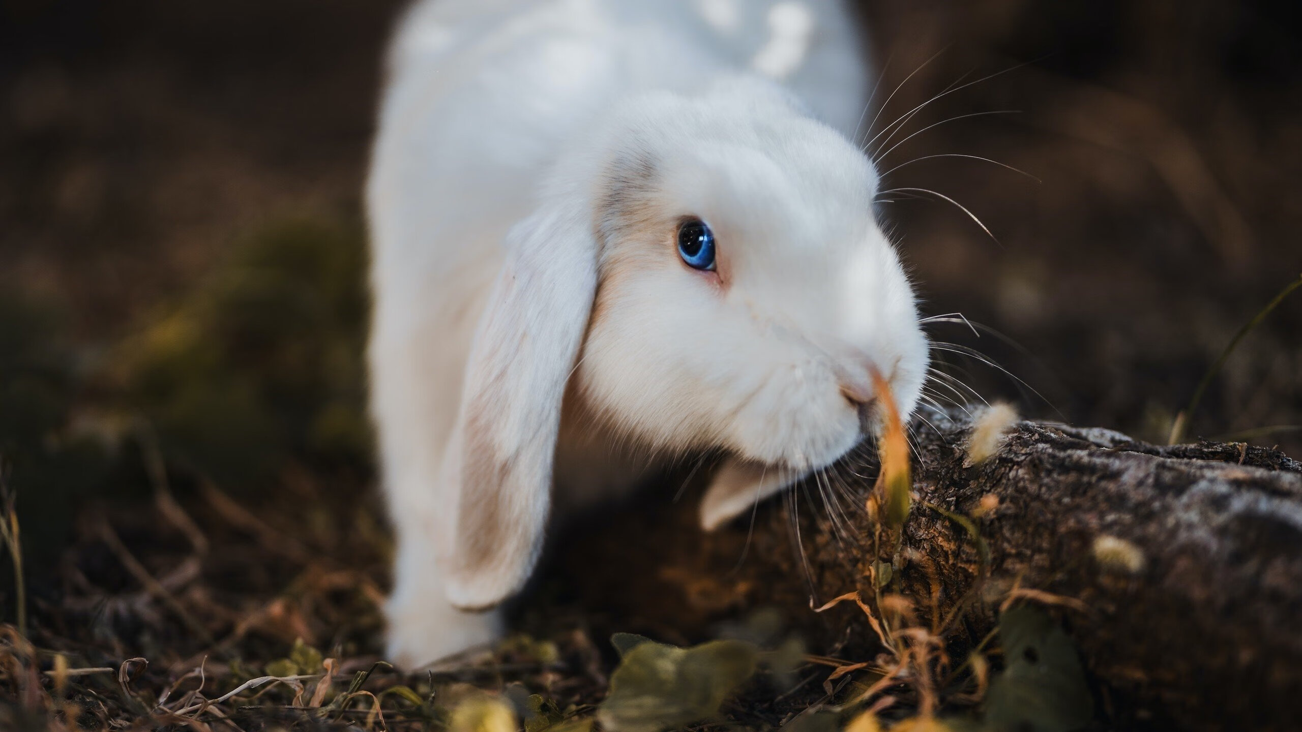 开云体育下载-绿茵传奇,切尔西史诗翻盘那不勒斯,维尼修斯新时代存在感拉满