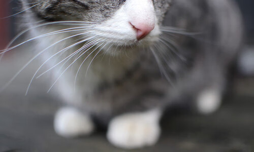 开云体育官方网站-东欧战场VS绿茵对垒，顿巴斯烽火与拜仁铁蹄下的生存之战