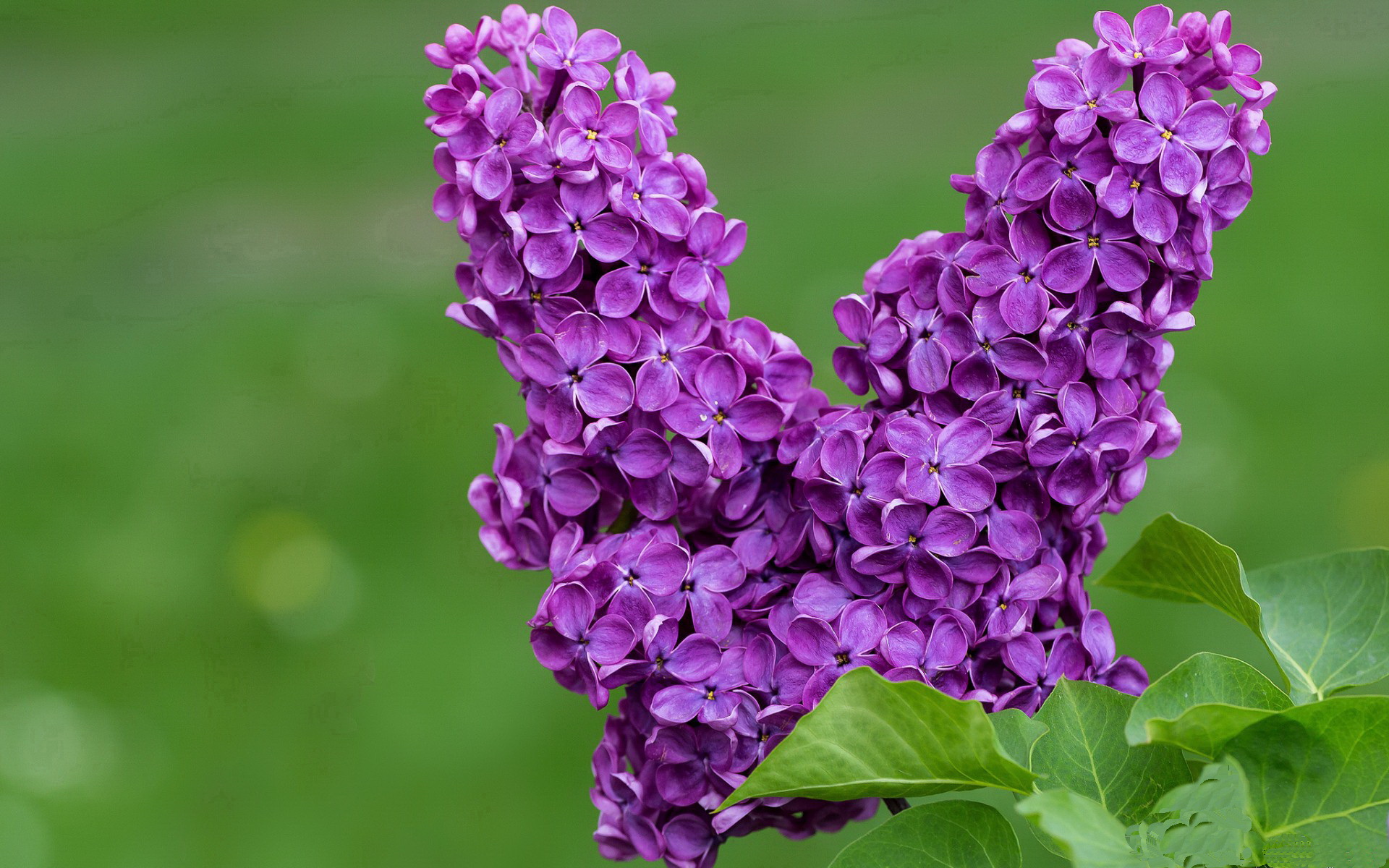 开云官网-战术铁幕,三笘薰攻防两端的统治艺术与塞内加尔的战术压制