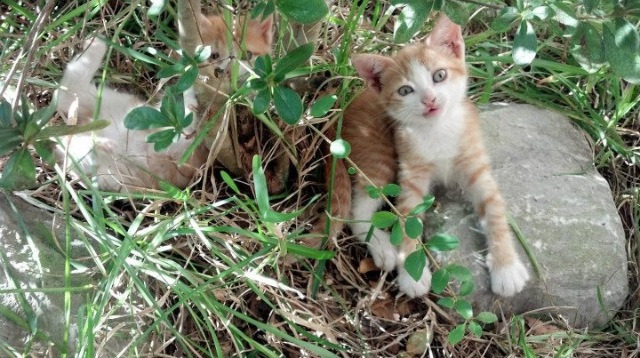 开云体育app-技术革命!帕尔默如棋手掌控全局,皇家社会客场带走国际米兰