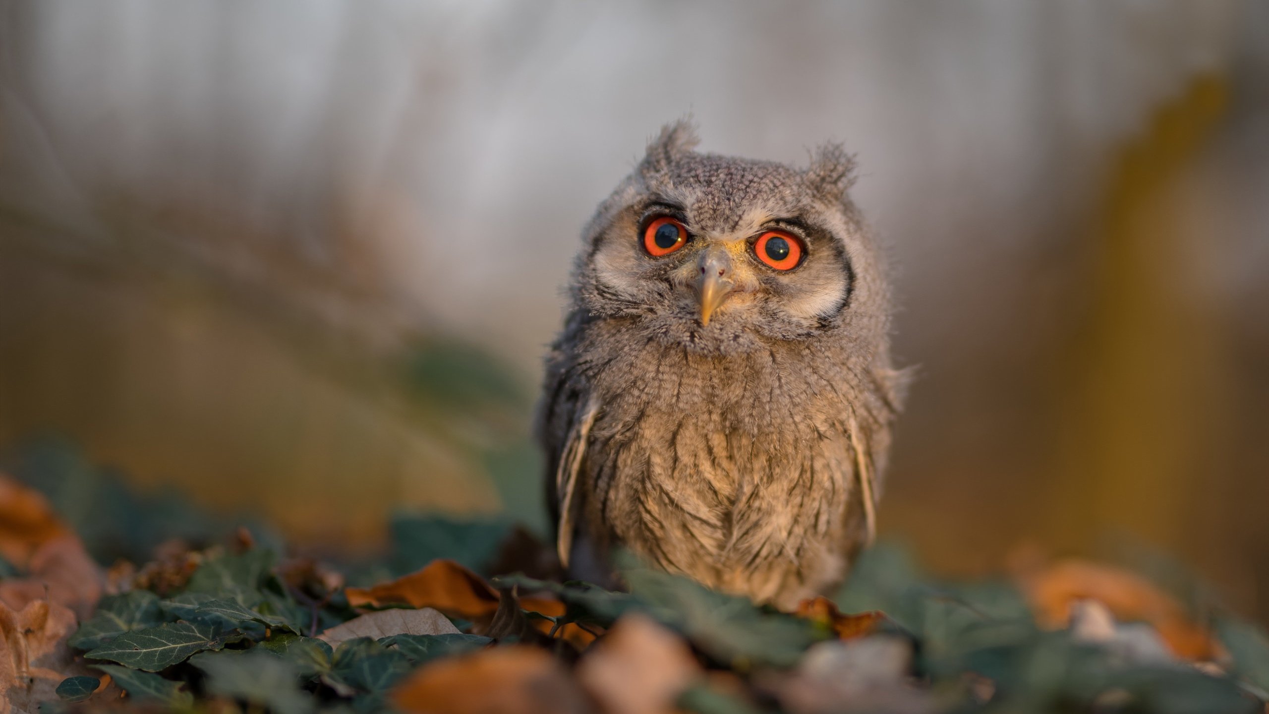 开云体育APP下载-极速与绿茵的交响，当F1揭幕战遇见曼联攻克法兰西