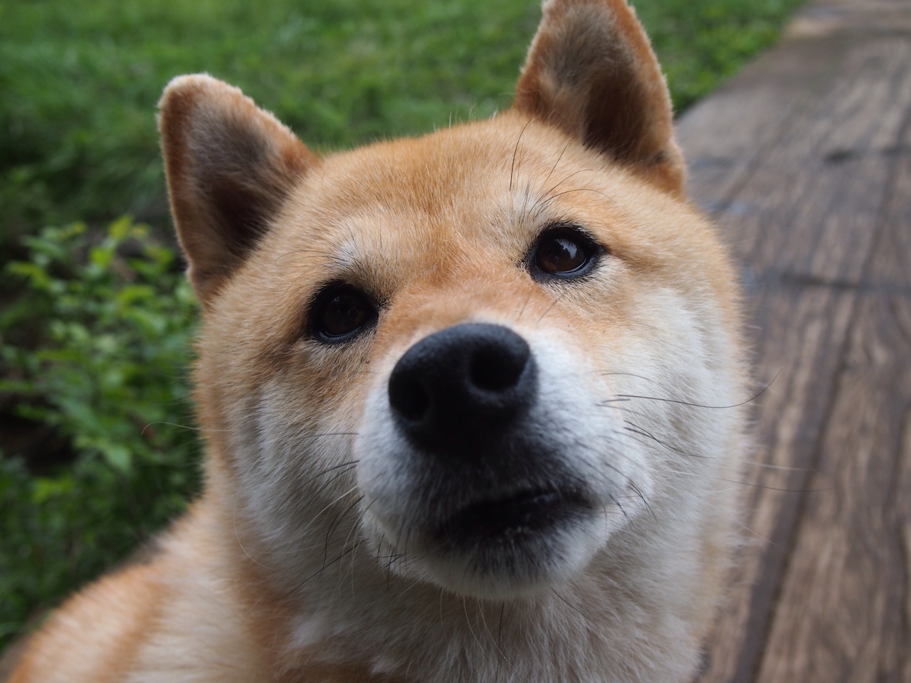 开云平台-雷恩北欧风暴眼，富安健洋用钢铁防线书写亚洲后卫新纪元