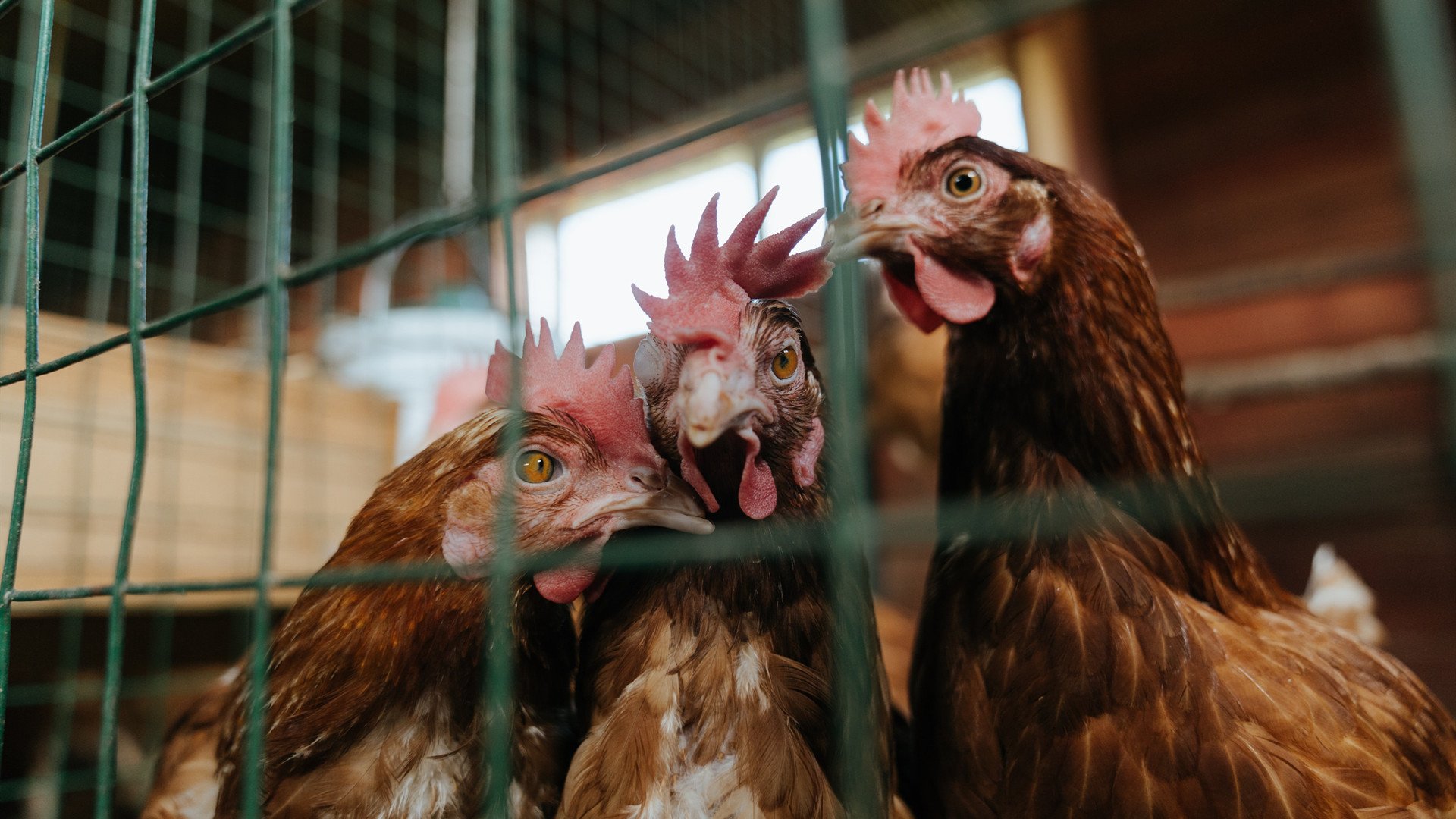 开云体育下载-2026世界杯焦点战，雄鹿铁血防守封锁76人，演绎篮球盛宴